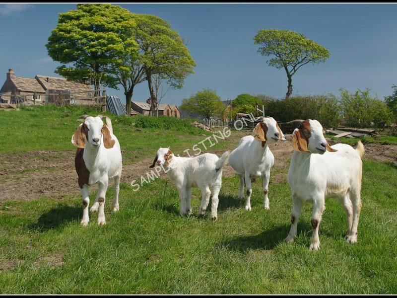 Malagasy Live Boer Goats
