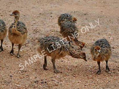 Madagascar Ostrich Chicks