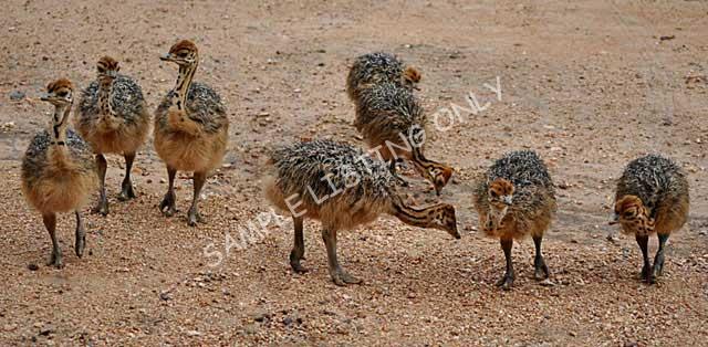 Madagascar Ostrich Chicks