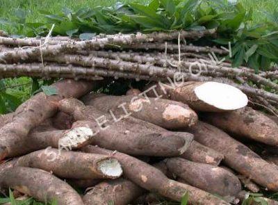 Fresh Madagascar Cassava