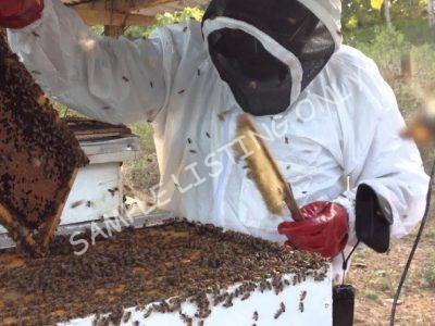 Sweet Madagascar Honey