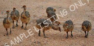 Madagascar Guinea Fowls